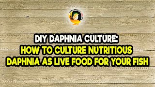 DIY Daphnia Culture How to Culture Nutritious Daphnia as Live Food for Your Fish [upl. by Izy286]