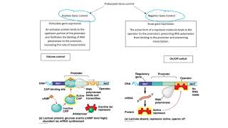 Positive and Negative Gene Regulation [upl. by Lachish586]