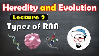 Types of RNA  Heredity and Evolution Class 10 SSC [upl. by Aicel678]