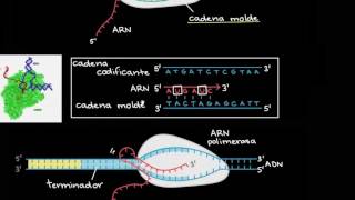 Transcripción y procesamiento del ARNm  Biología  Khan Academy en Español [upl. by Eddina119]