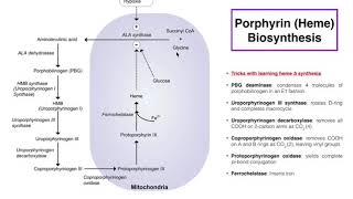 Porphyrins  Heme b Biosynthesis and its Regulation [upl. by Adnarym]