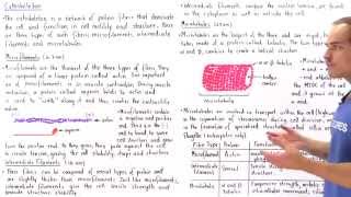 Microfilaments Intermediate Filaments and Microtubules [upl. by Rees273]