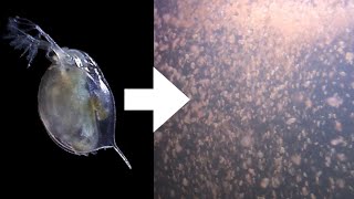 How I Culture Daphnia [upl. by Enavi]