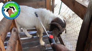 External parasites in goats  How to manage [upl. by Anelahs]