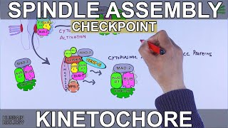 Spindle Assembly Checkpoint  Mitotic Checkpoint [upl. by Ayikan]