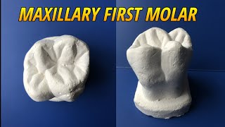 Carving of Maxillary First Molar Tooth Morphology [upl. by Immij]