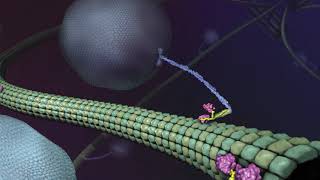 What is Kinesin Ron Vale Explains [upl. by Chansoo]