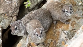 The eerier call of the Rock Hyrax Dassie [upl. by Starlin]