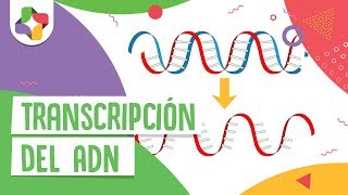 Transcripción del ADN  Educatina [upl. by Kamillah734]