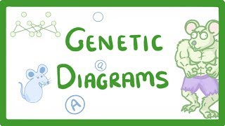 GCSE Biology  Genetic Diagrams 73 [upl. by Essenaj921]