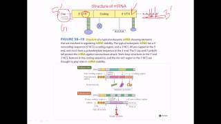 Structure of mRNA [upl. by Ardekal]