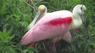 Funny sound of Roseate Spoonbill [upl. by Orr]