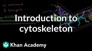 Introduction to cytoskeleton  Cells  MCAT  Khan Academy [upl. by Arod]