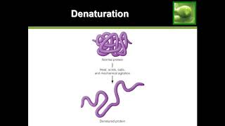 Protein Denaturation  Quick Explanation [upl. by Urd]