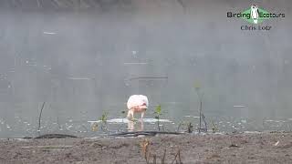 Roseate Spoonbill  Ohio [upl. by Arhna890]