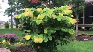 Plant Review Cercis canadensis The Rising Sun [upl. by Cocks]