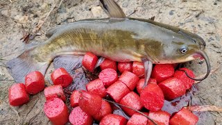 Fishing with Homemade Catfish Bait  catching bullheads from shore [upl. by Lerat]