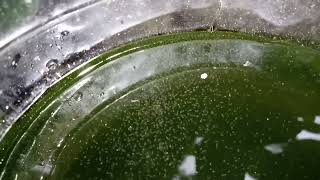 DAPHNIA MOINA CULTURE IN A SMALL BUCKET [upl. by Sucramel250]