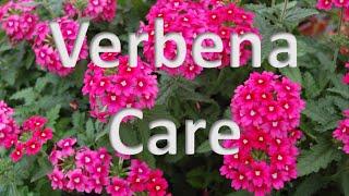 Verbena Care [upl. by Eidahs]