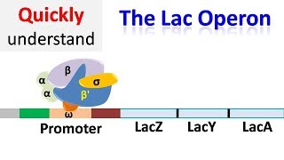 The Lac operon  Regulation of gene expression [upl. by Allertse380]