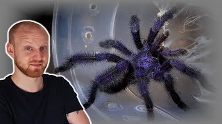 Avicularia purpurea Pairing Purple Pink Toe Tarantula [upl. by Tiemroth730]