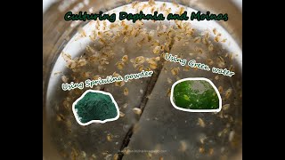 How To Culture Daphnia and Moinas using Green Water Spirulina powder [upl. by Yahsel345]