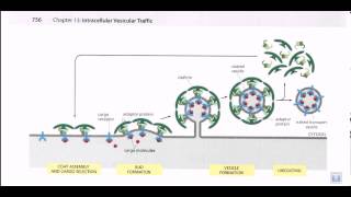 Vesicle formation [upl. by Nipha]