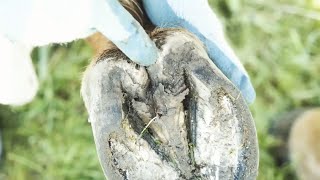 Bacteria before and after washing hands [upl. by Pamelina]