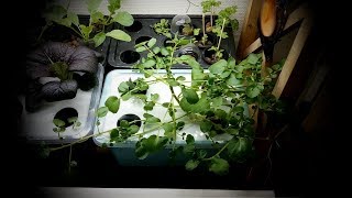 Growing Hydroponic Watercress [upl. by Eeramit535]