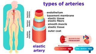 The Circulatory System Part 2 Blood Vessels [upl. by Leora]