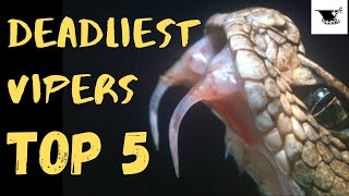 Ranking the Worlds Deadliest Vipers [upl. by Gerita]