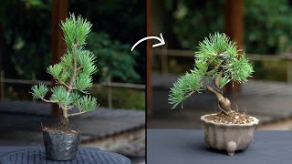 Creating a Pine Bonsai [upl. by Affrica]