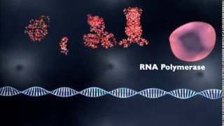 What is gene regulation [upl. by Svirad]