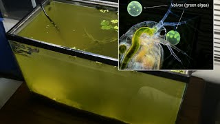 Raising Daphnia for the Freshwater Aquarium [upl. by Yatnuahs]