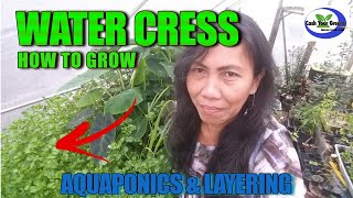 HOW TO GROW WATERCRESS Aquaponics amp Ground Layering Technique [upl. by Naerol]