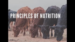 Practical feedlot seminar Principles of nutrition [upl. by Fidelia763]