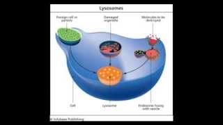 Lysosomes [upl. by Hoi]