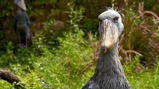 Introducing the Shoebill Storks [upl. by Ecirtaed]