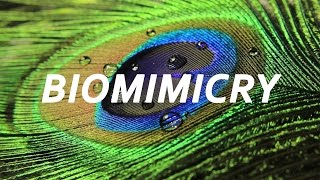 BIOMIMICRY  An Introduction with Janine Benyus [upl. by Elacim]