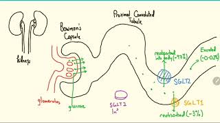 SGLT2 Inhibitors Explained in 3 Minutes [upl. by Eirhtug432]