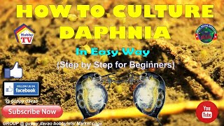 HOW TO CULTURE DAPHNIA In Easy Way [upl. by Salita]