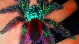 Best Beginner TarantulaCaribena Ex Avicularia versicolorMartinique red spiderMartinique pinktoe [upl. by Hart43]