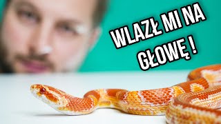 CIEKAWOSTKI O HODOWLI WĘŻA ZBOŻOWEGO W DOMU [upl. by Eanel]