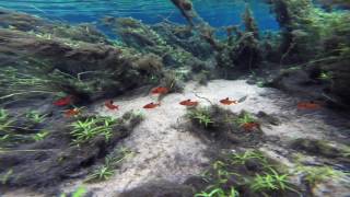 Serpae tetras in the wild [upl. by Cassidy582]