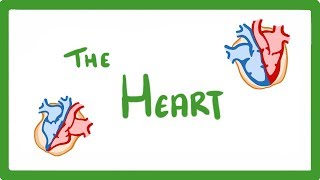 GCSE Biology  The Heart 23 [upl. by Saraann]