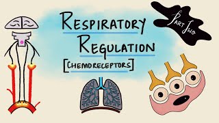 Respiratory Regulation  Part 2  Chemoreceptors  Chemical Regulation  Respiratory Physiology [upl. by Kurtz989]